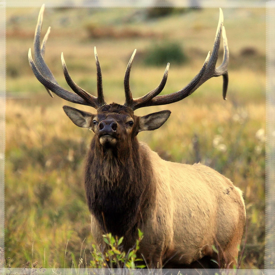 Elk hunting